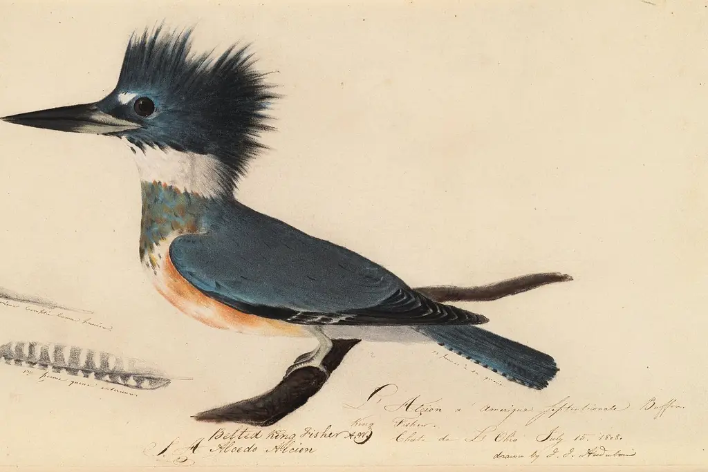 As Kingfishers Catch Fire