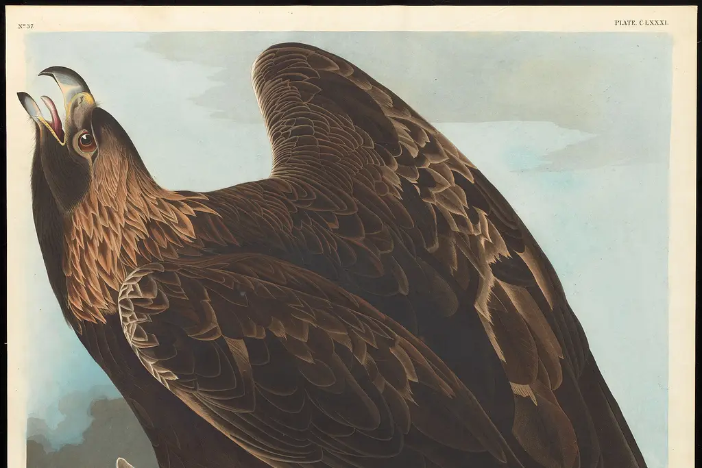 The Eagle